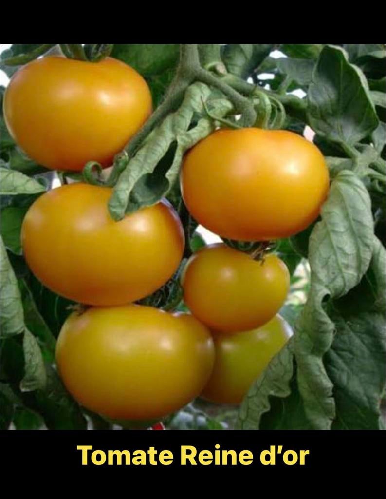 Tomatenplant, speciaal, 9 soorten beschikbaar, Ophalen, Overige soorten, Volle zon, In pot