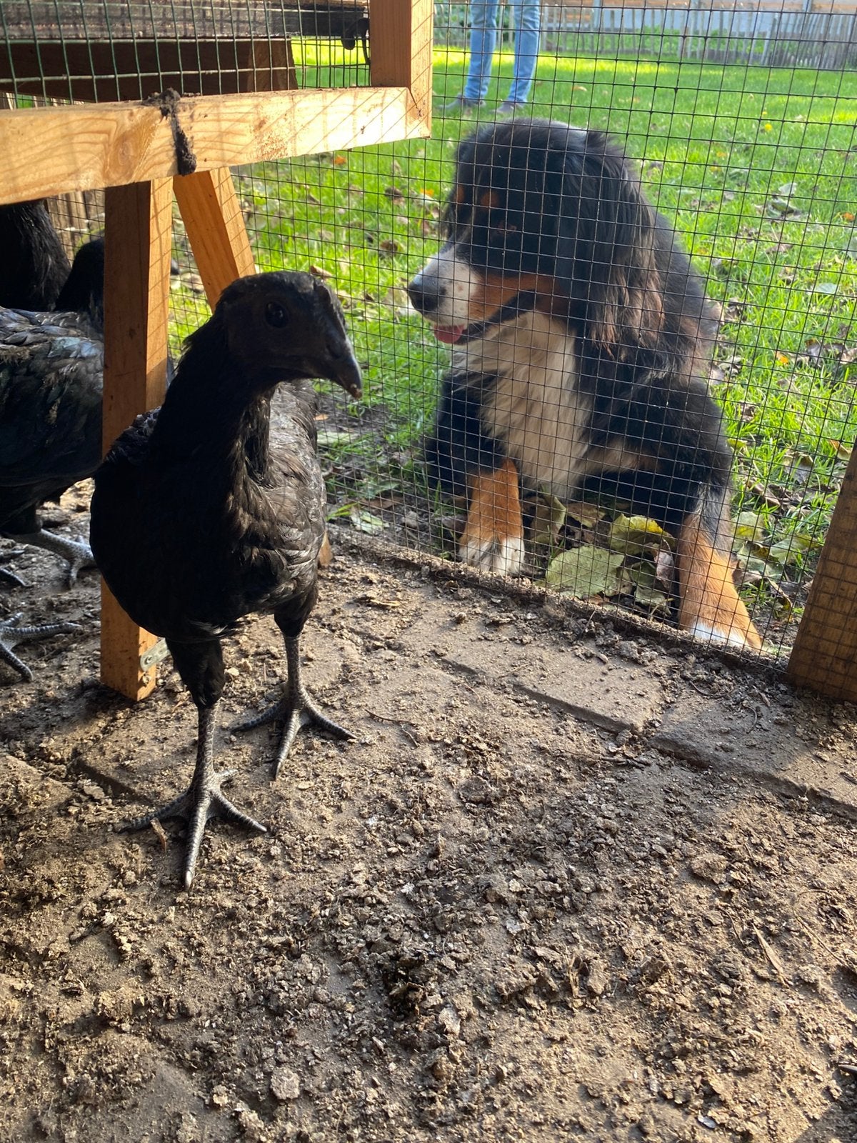 Ayam cemani hennen, Animaux & Accessoires, Femelle, Poule ou poulet