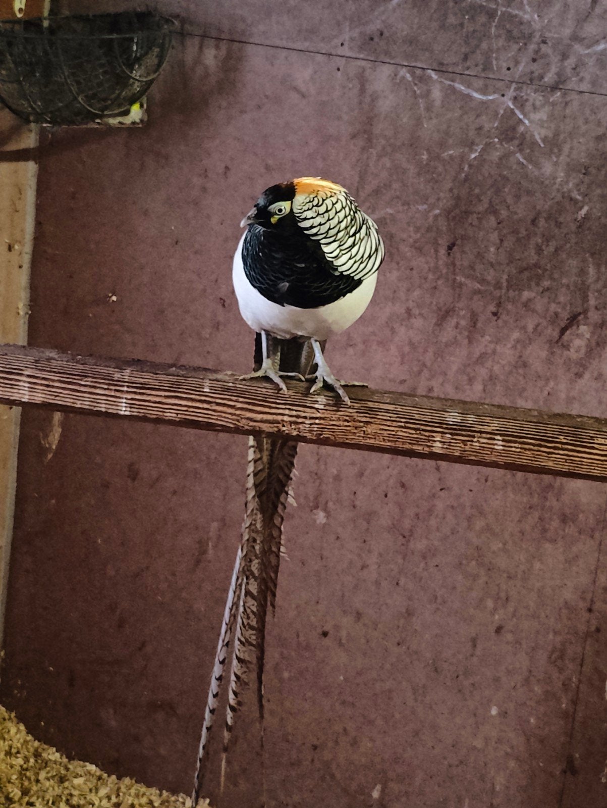 Lady Amherstfazant, Zilver mutatie enkel nog hanen. Ook nog, Dieren en Toebehoren