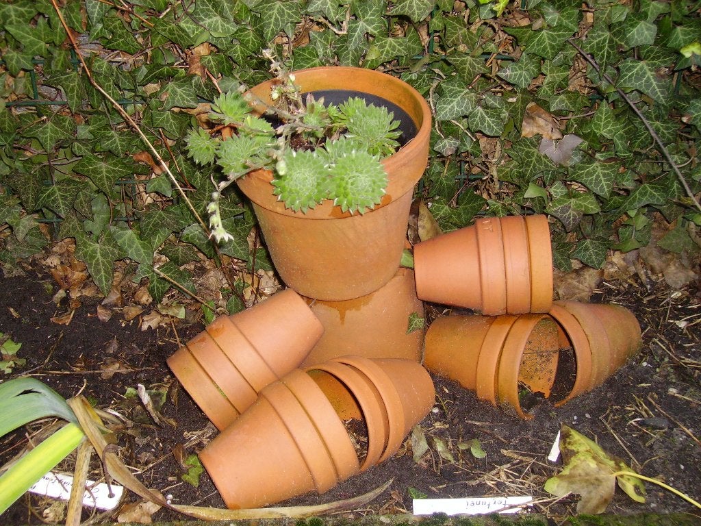 Sempervivum, sedum of daklook en andere planten, Tuin en Terras, Ophalen, Bodembedekkers, Volle zon, Vaste plant
