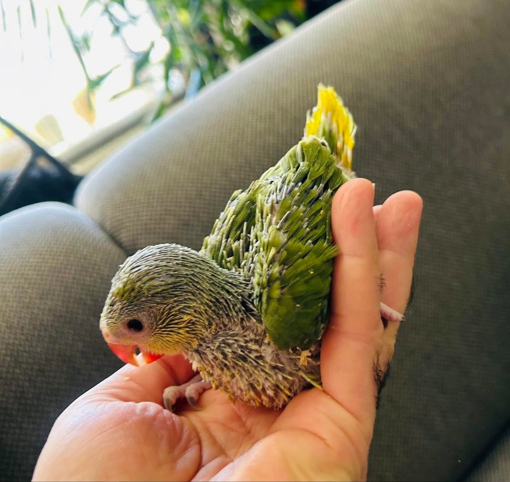 Jongen handtamme Halsbandparkieten geelkop geelstaart, Dieren en Toebehoren, Geslacht onbekend, Geringd