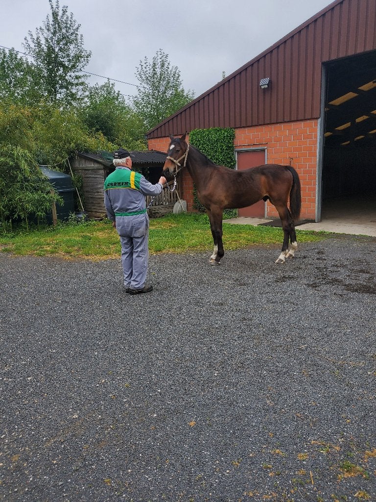 Jaarling ruin van Pifte van het houtemhof, Animaux & Accessoires, Chevaux, Hongre, Non dressé, 0 à 2 ans, Avec pedigree, Avec puce électronique