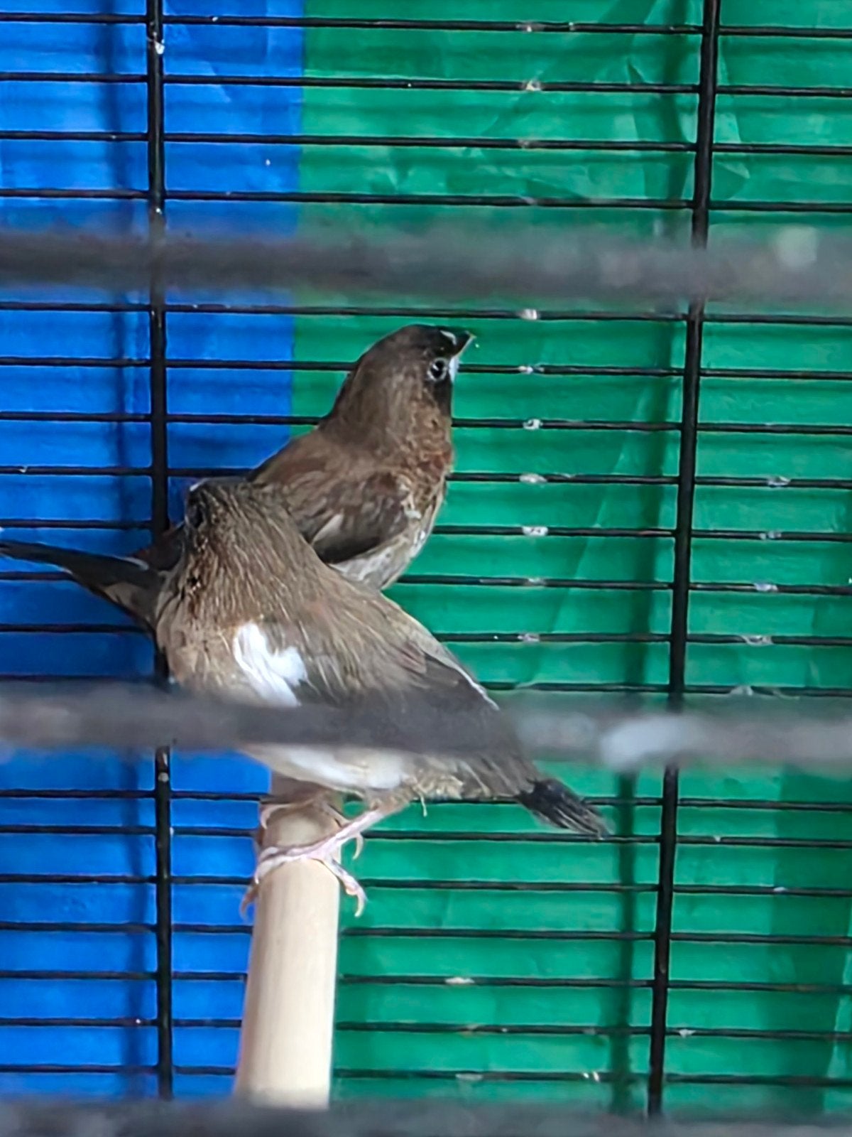 Japanse meeuwtjes 5 stuks, Animaux & Accessoires, Oiseaux | Oiseaux Autre
