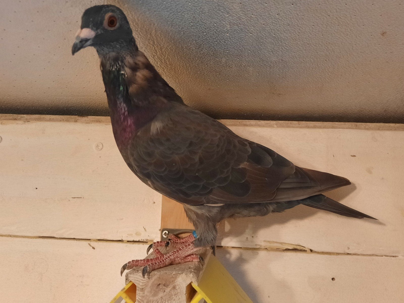 Vitesseduif. Doffer 2026, Dieren en Toebehoren