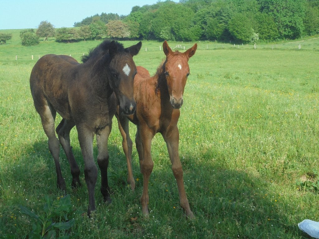 2 merrie veulens, Dieren en Toebehoren, Paarden, Merrie, Onbeleerd, Minder dan 160 cm, 0 tot 2 jaar, Recreatiepaard, Gechipt