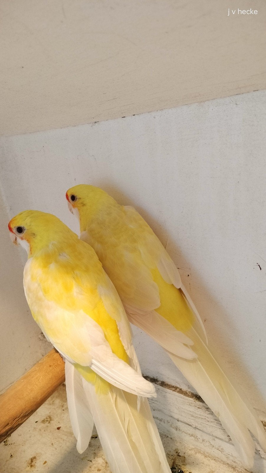 stro gele rosella