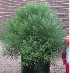 Giant Sequoia / Mammoet bomen: 1 meter hoogte, Bloeit niet, Overige soorten, 100 tot 250 cm, Ophalen