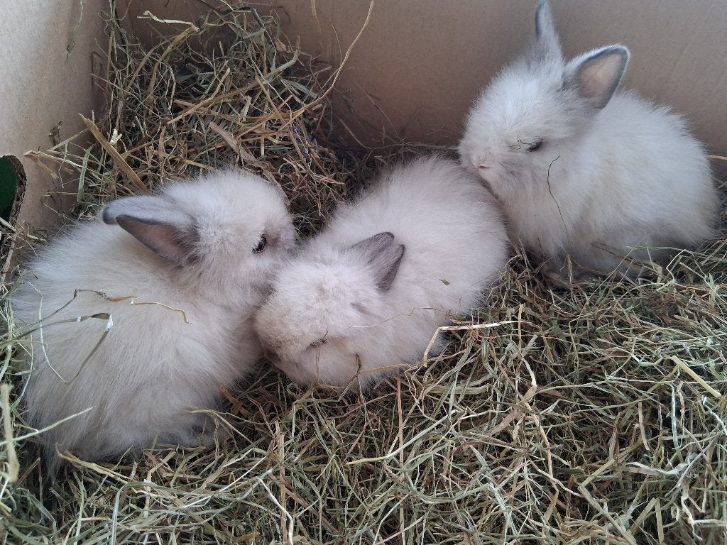 dwergkonijn, Femelle, Nain, 0 à 2 ans