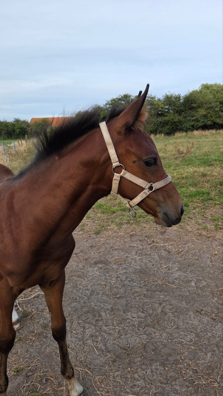 Familiepaardje in wording, zeer lief merrieveulen quarter, Dieren en Toebehoren, Merrie