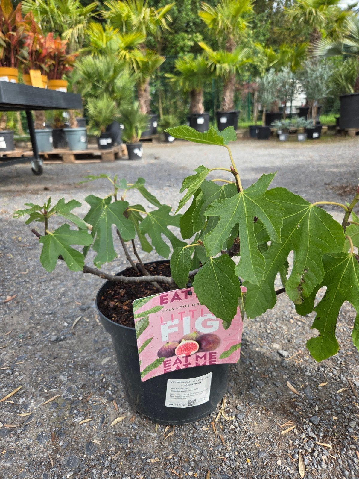 Vijgenboom Ficus Carica 'Little Miss Figgy', Ophalen, Halfschaduw, Vijgenboom
