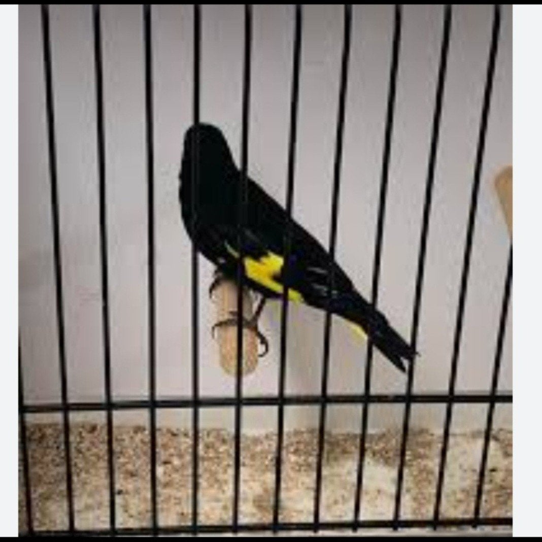 In een relatie + DNA Black Siskin uit Bolivia ring goede zan, Meerdere dieren, Wildzangvogel, Geringd