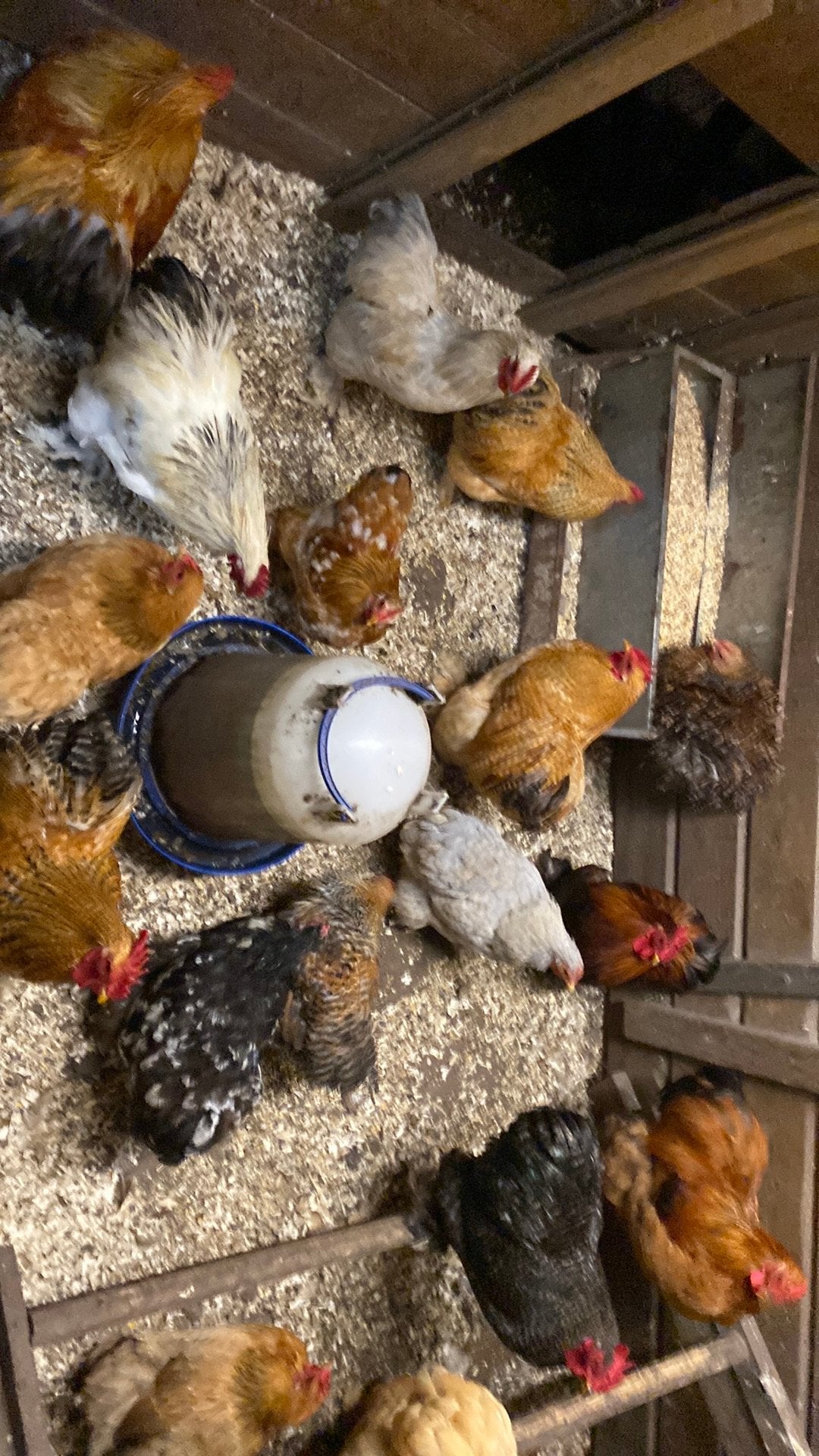 Cochins krieltjes