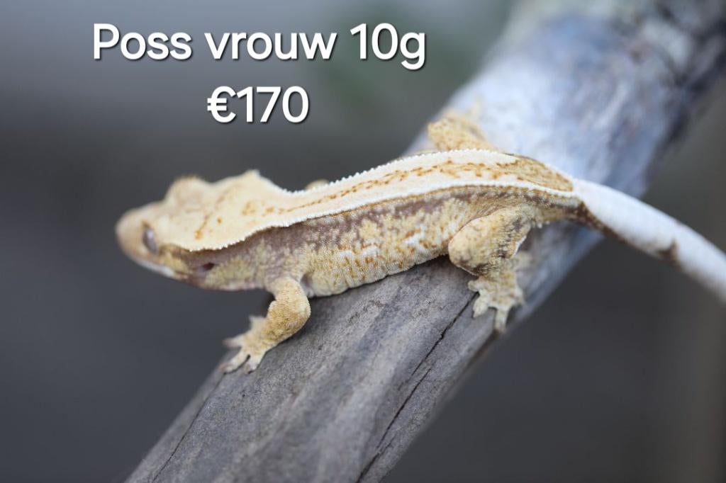 Verschillende wimpergekko's (vrouwen), Dieren en Toebehoren, Hagedis, Tam, 0 tot 2 jaar