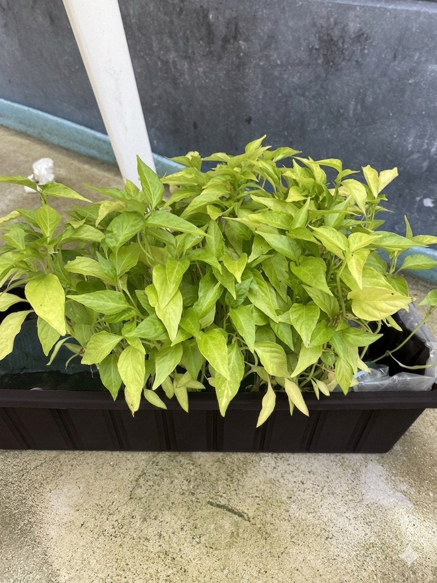 Zoete peper/paprika: PER STUK €0,50, Tuin en Terras, Planten | Tuinplanten, Ophalen