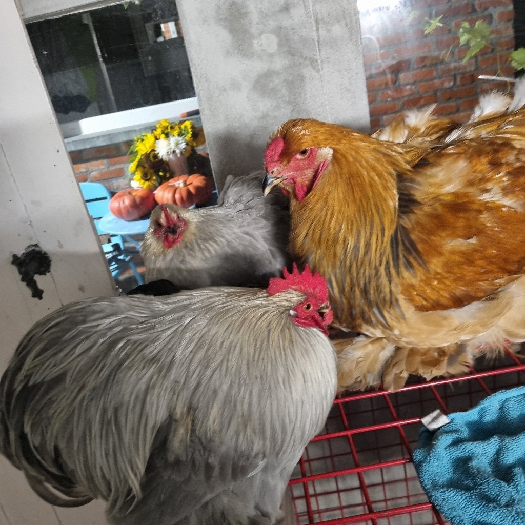 Cochin kriel, Dieren en Toebehoren