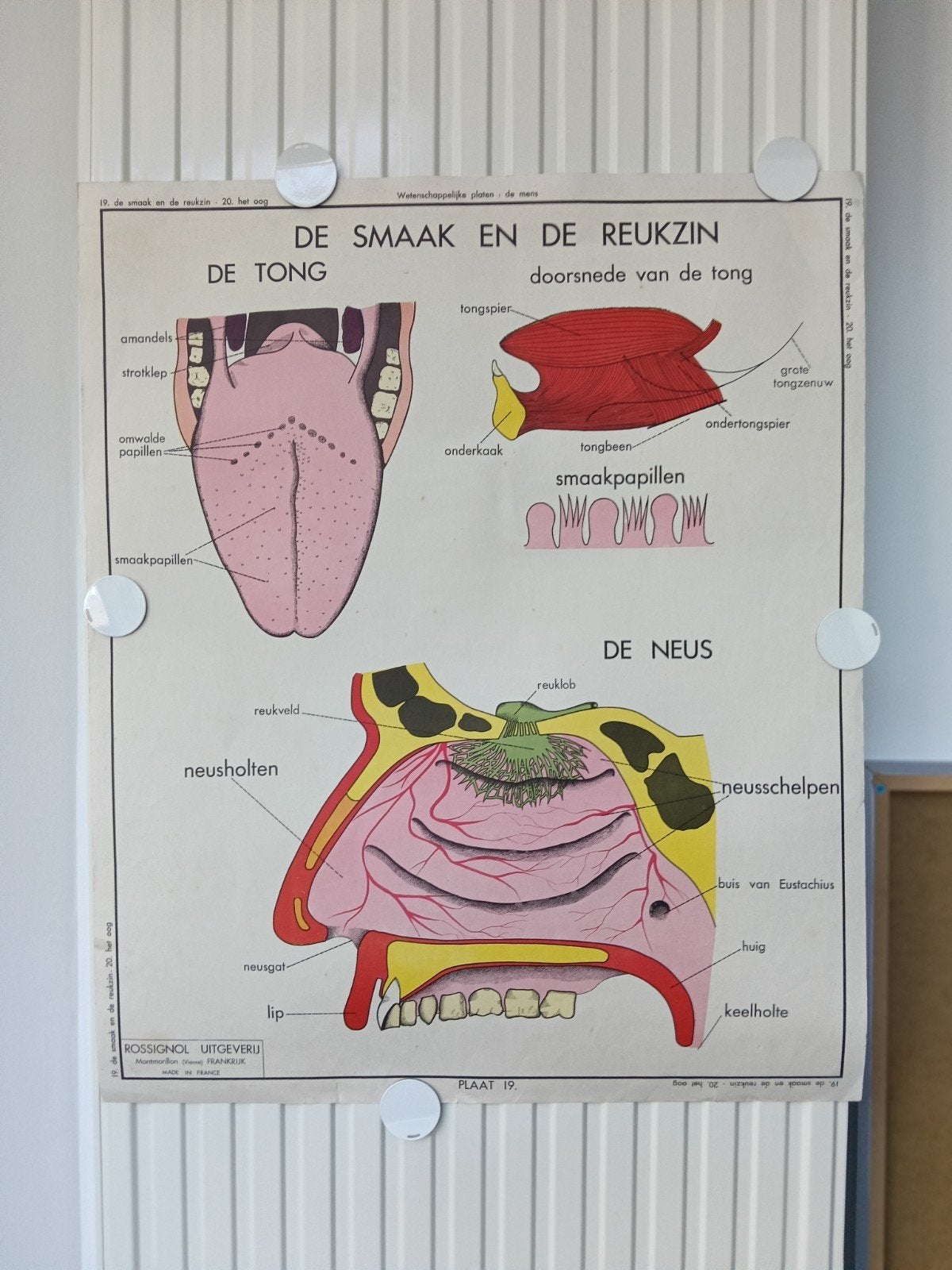 Vintage schoolplaat dubbeldruk, smaak reukzin tong neus oog, Antiek en Kunst, Dubbelzijdig, Ophalen