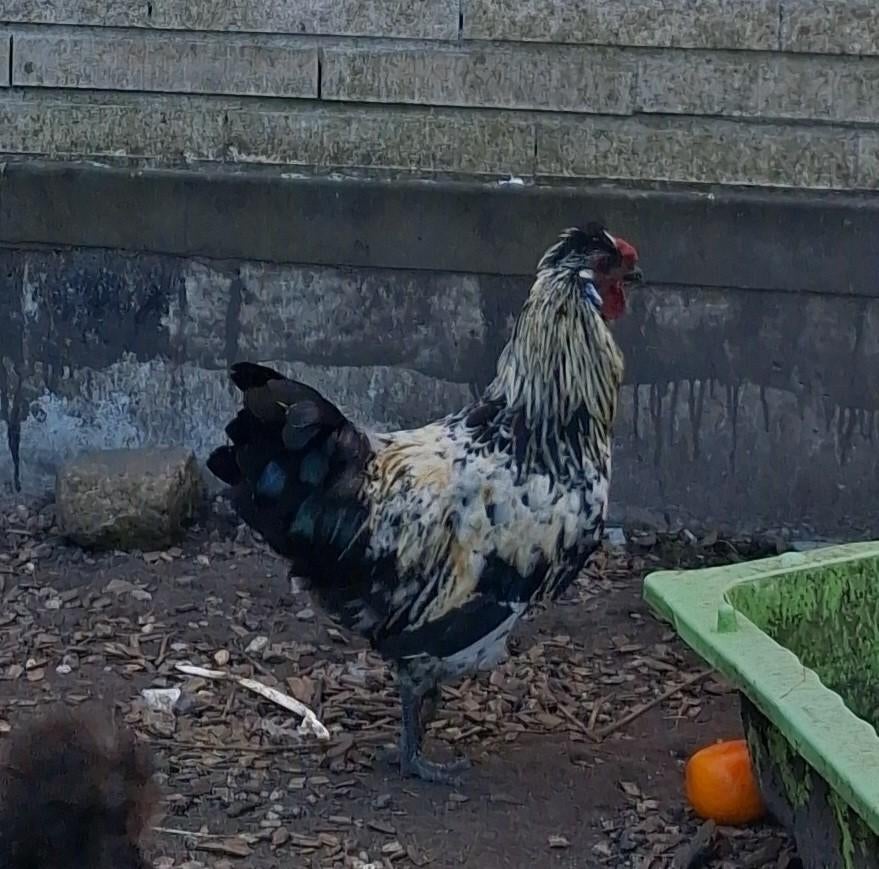 Gratis haantjes kruising Zijdehoen - Bassette, Mâle, Poule ou poulet