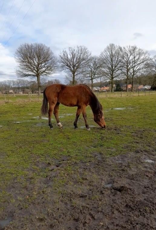 Prachtige jonge springhengst, Dieren en Toebehoren, Paarden, Springpaard, Met stamboom, Niet van toepassing, 0 tot 2 jaar