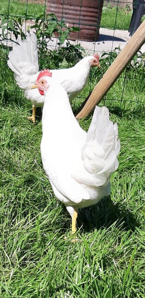 Kippen witte leghorn jonge hennen beschikbaar, Dieren en Toebehoren, Vrouwelijk, Kip