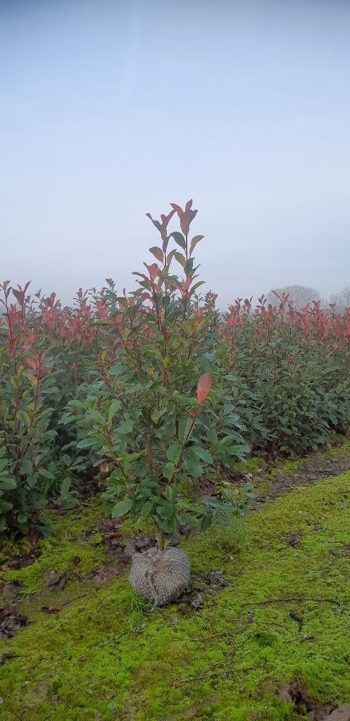 Photinia fraserii 'Red Robin', Ophalen