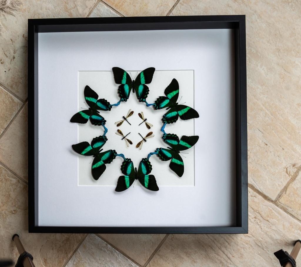 kader opgevuld met 6 papilio blumei, Ophalen, Nieuw, Insect, Opgezet dier