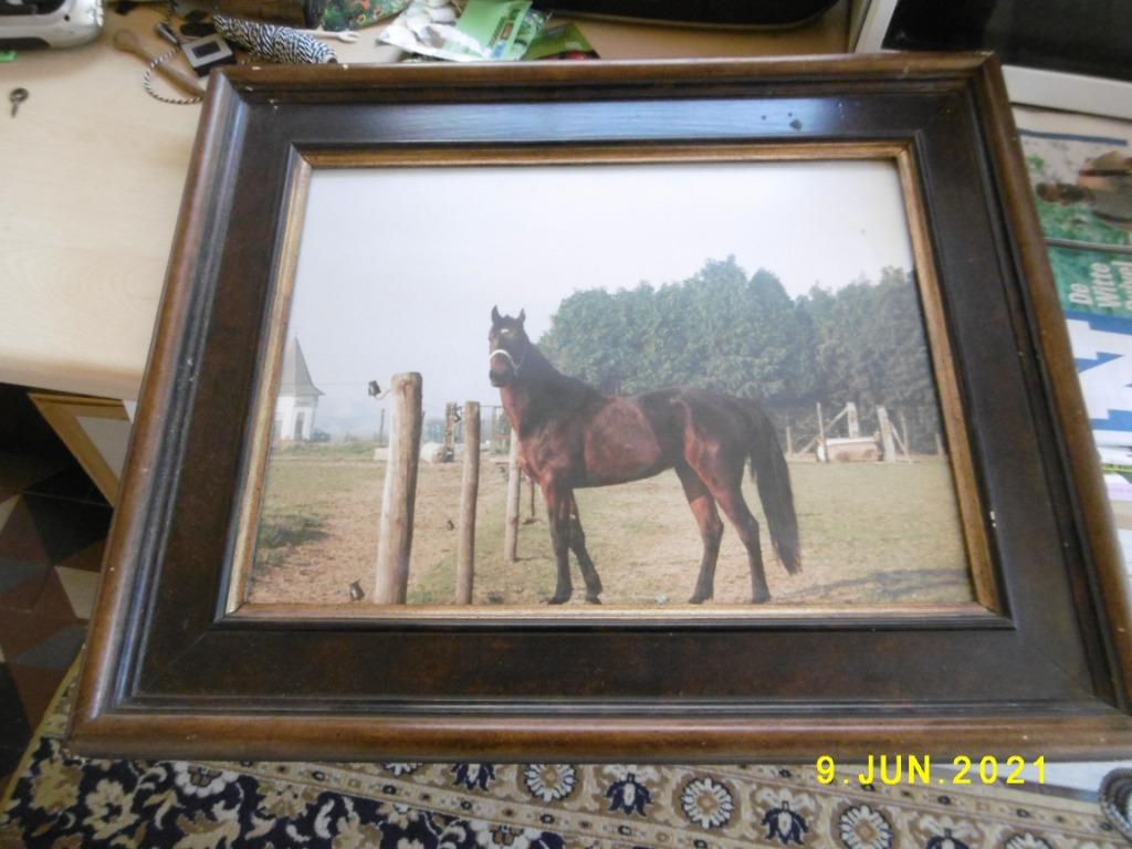 mooie kader met foto paard, Huis en Inrichting, Gebruikt, Oorspronkelijke maker, Ophalen of Verzenden, Foto of Poster