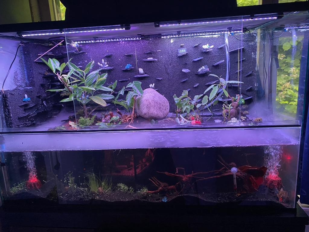 Glazen paludarium 60x20x60, Animaux & Accessoires, Reptiles & Amphibiens | Accessoires, Neuf, Terrarium ou Paludarium, Enlèvement ou Envoi
