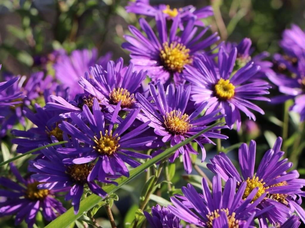 Asters, Aquilée,, Jardin & Terrasse, Plantes | Jardin, Plante fixe, Enlèvement ou Envoi
