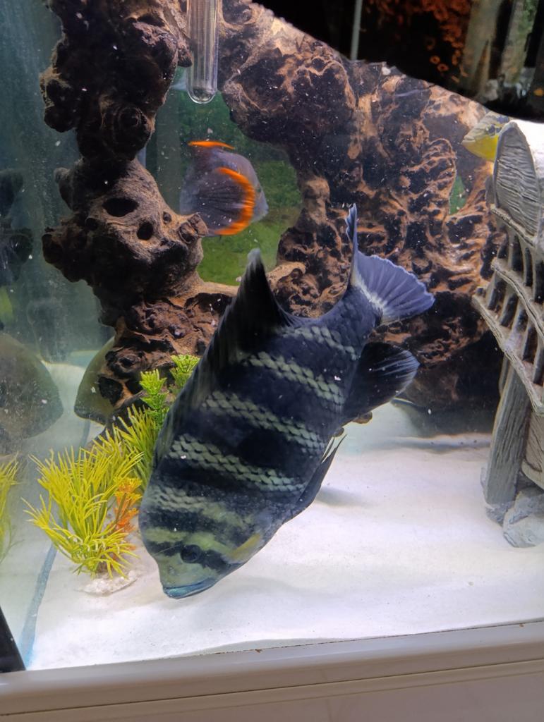 Tilapia butekefori