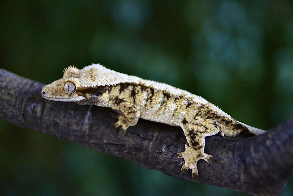 Magnifique cil Gekko 1.0 pour homme