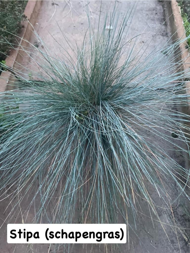 ‼️siergrassen aan promoprijzen ‼️, Jardin & Terrasse, Plantes | Jardin, Graminées ornementales, Enlèvement