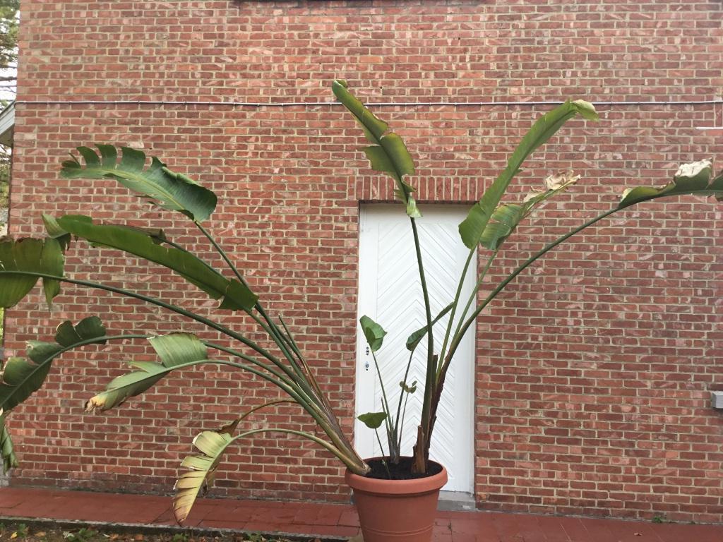 Strelitzia nicolai, Enlèvement
