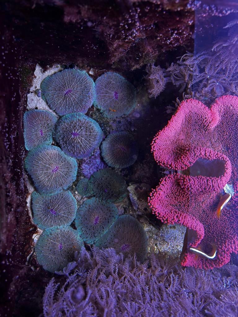 Fungia koraal, Dieren en Toebehoren