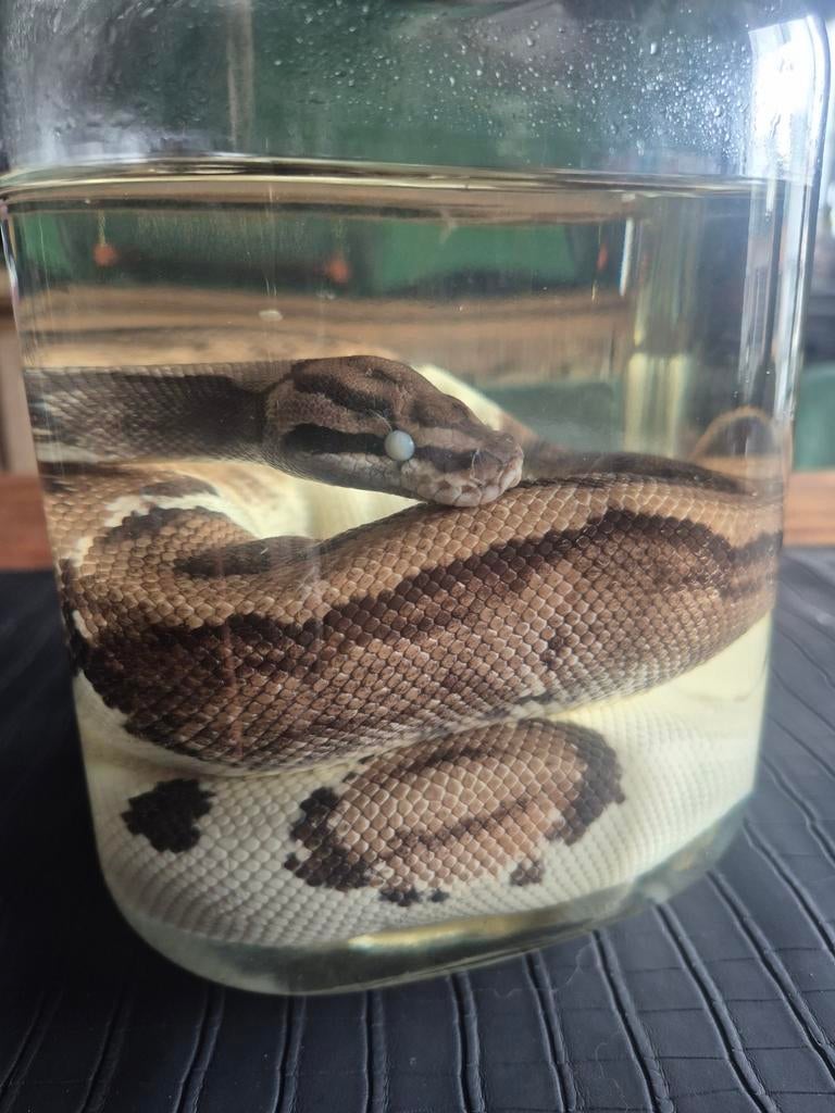 Balpyton op sterk water. Groot exemplaar, Verzamelen, Dierenverzamelingen, Ophalen