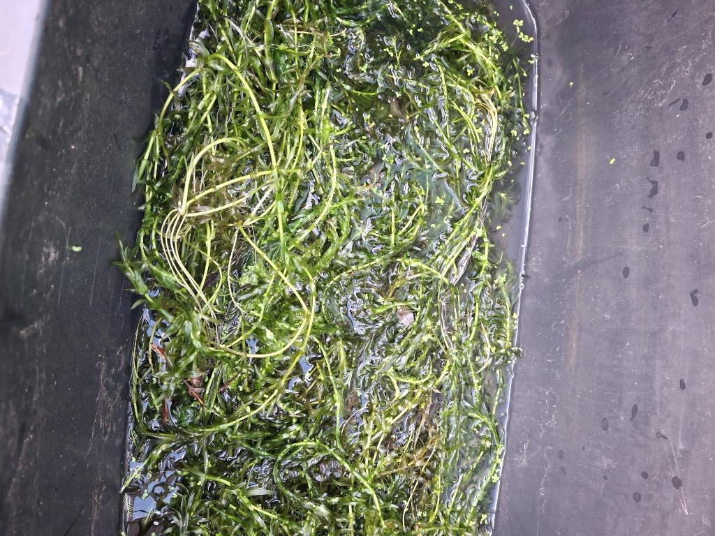 Waterpest (elodea), Dieren en Toebehoren, Ophalen