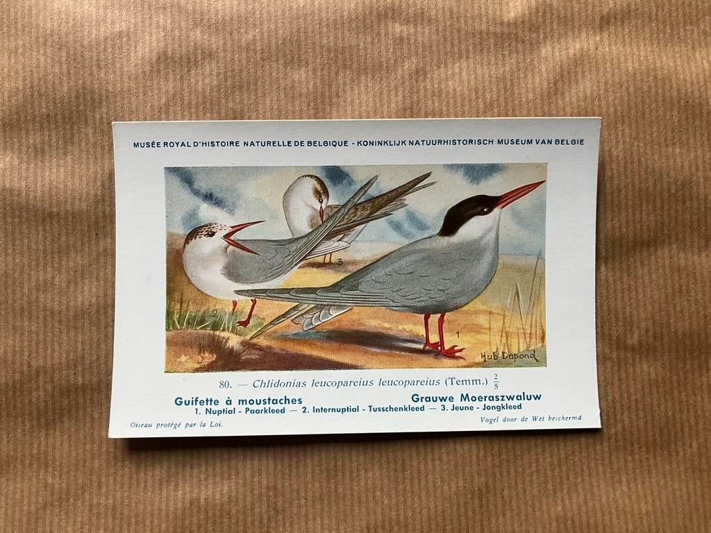 Oiseaux de la faune belge n° 80 Guifette a moustache, Collections, Envoi, 1940 à 1960, Non affranchie, Oiseaux