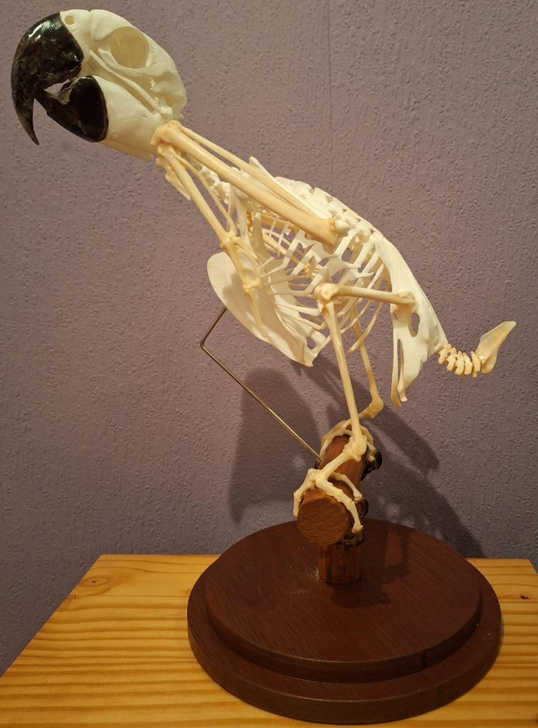 Skelet Ara, Ophalen, Zo goed als nieuw, Vogel, Opgezet dier