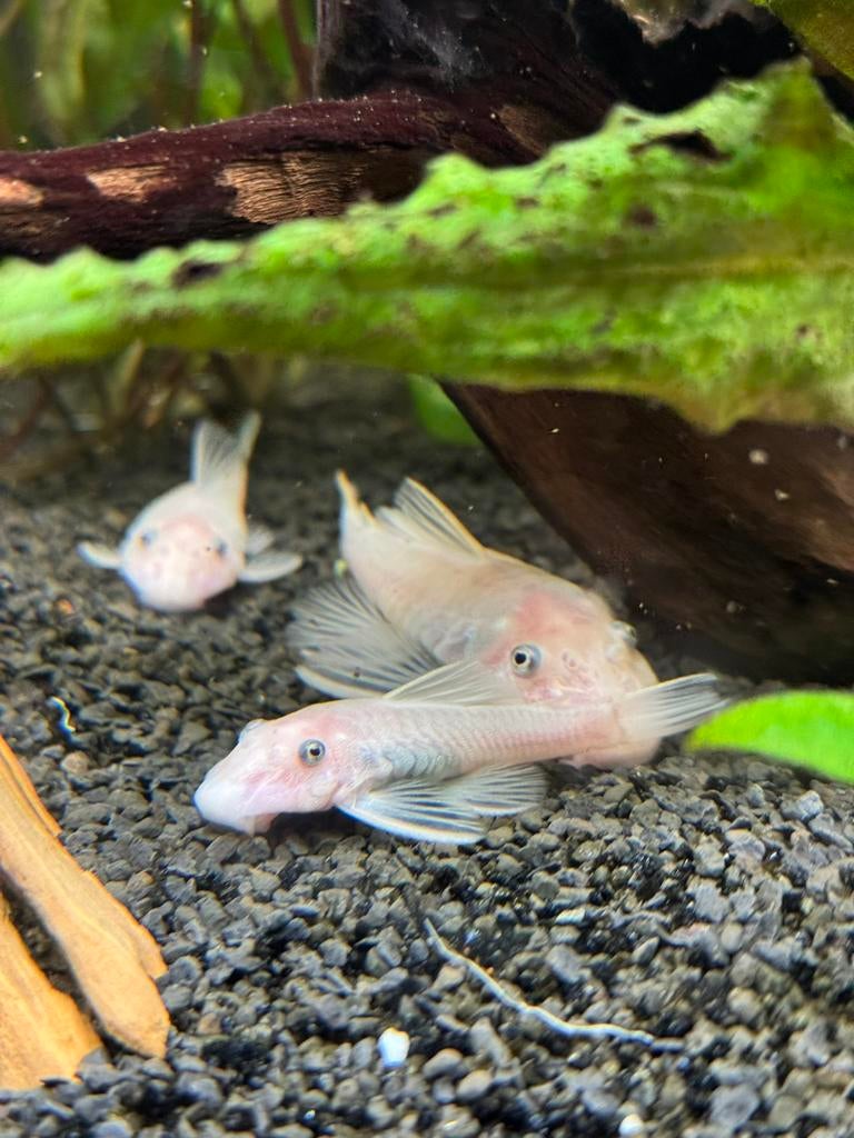 Ancistrus L144 Snow White – 4-6 cm – egaal witte variant, Dieren en Toebehoren, Vissen | Aquariumvissen, Vis, Zoetwatervis
