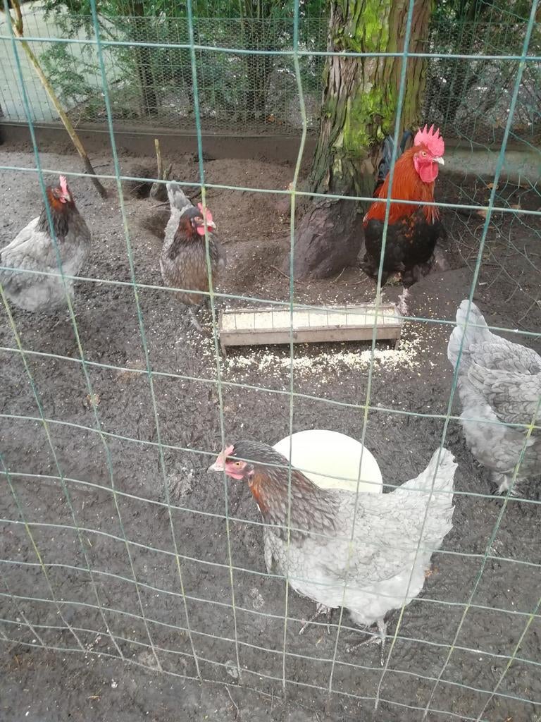 Broedeieren van marans blouwkoperhals