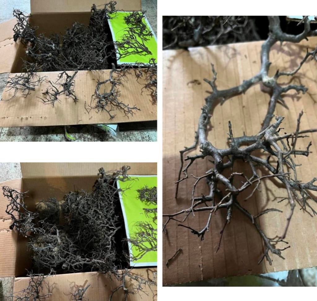 Lot de branches de bonzai pour décoration neuf, Enlèvement, Neuf, Décoration