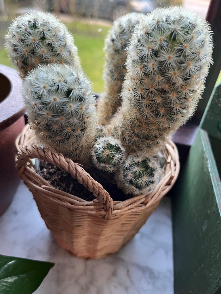 Cactus in rieten cache-pot, Ophalen of Verzenden, Bloeiende kamerplant, Volle zon, In pot