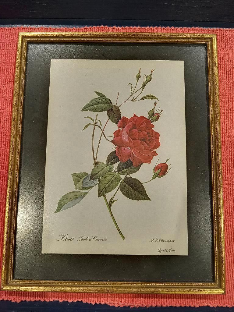 VINTAGE kader  - Rosa Indica Cruenta -   In mooie lijst  '70, Enlèvement ou Envoi, Utilisé