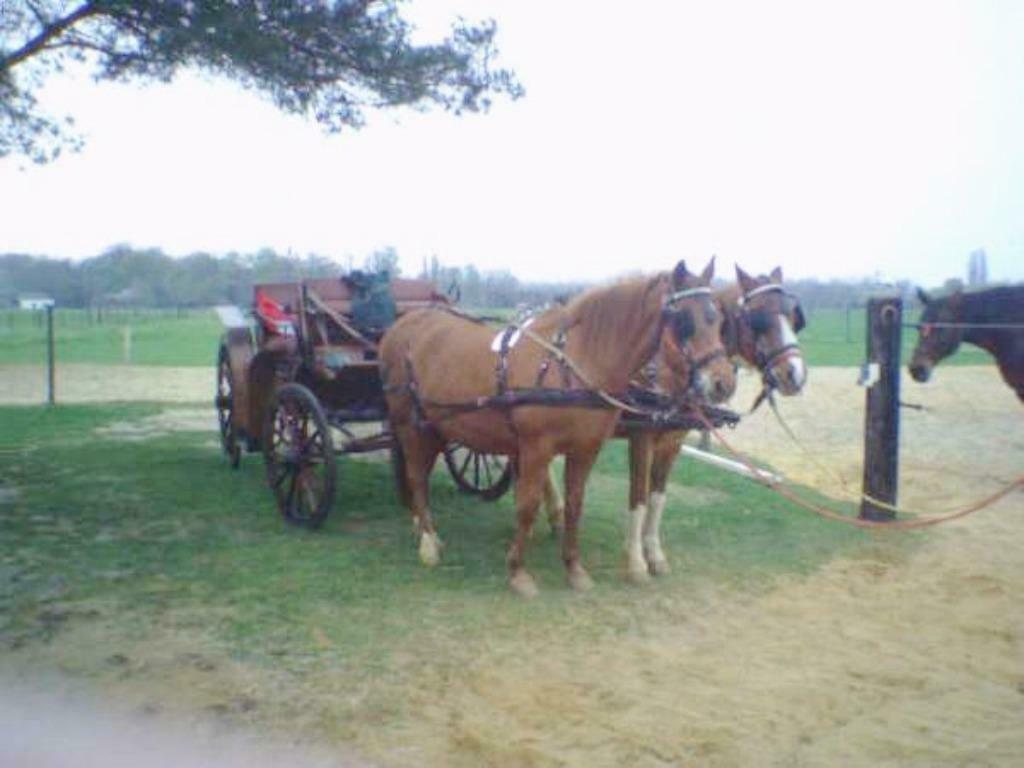 Antieke koets, Dieren en Toebehoren, Gebruikt, Overige typen, Paard of Pony, Gesloten