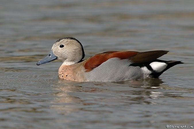 Siereenden - Roodschoudertaling, Dieren en Toebehoren, Pluimvee, Meerdere dieren, Eend