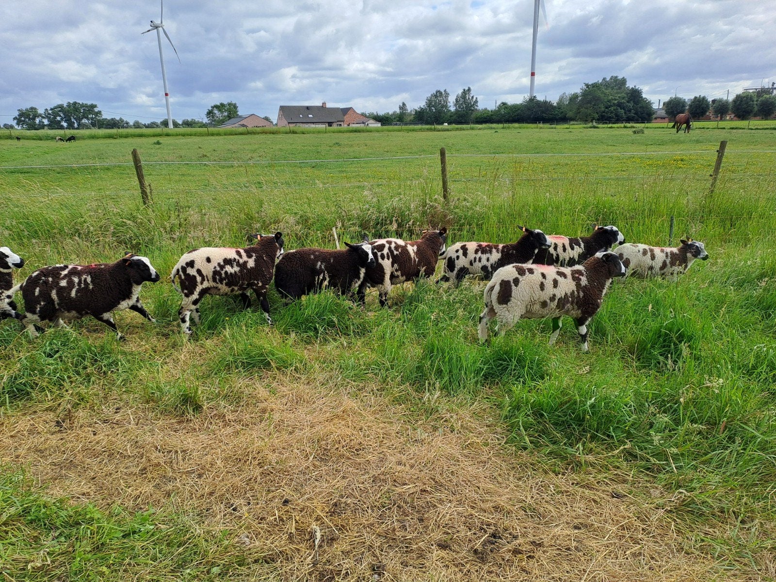 Mooie baggerbonte ramlammeren, Dieren en Toebehoren, Mannelijk, Schaap, 0 tot 2 jaar