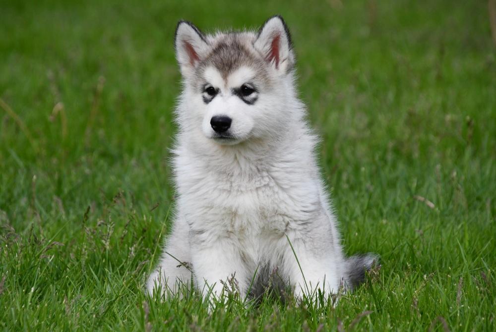 Alaskan Malamute pups te koop, 15 weken tot 1 jaar, Buitenland, Poolhond, Parvo