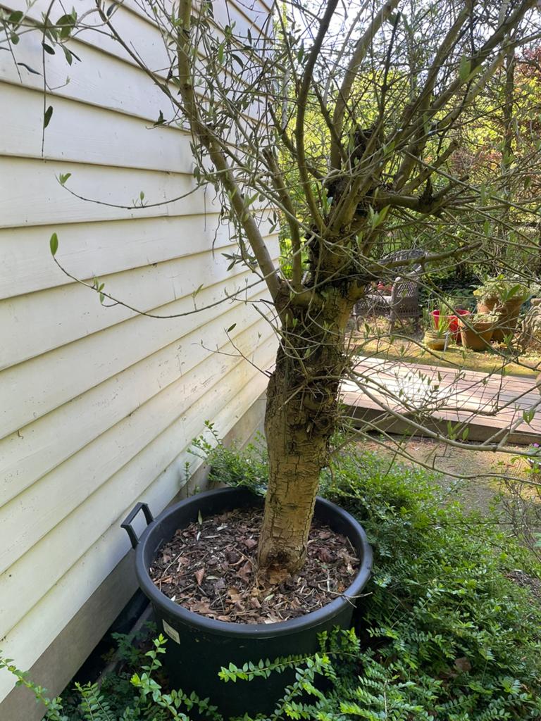 Mooi volgroeide olijfboom, Bloeit niet, Halfschaduw, 100 tot 250 cm, Olijfboom