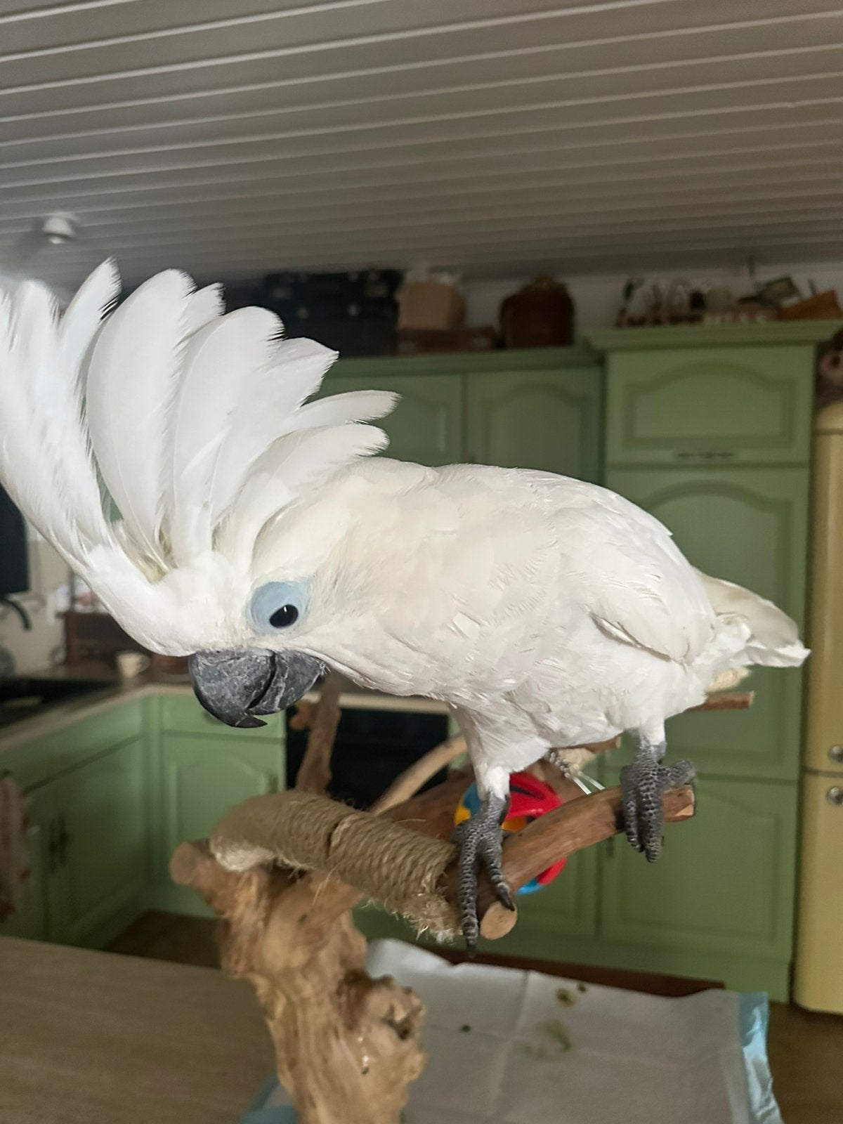 Prachtige Witkuif Alba Kaketoe – Man – 12/2025, Dieren en Toebehoren, Tam