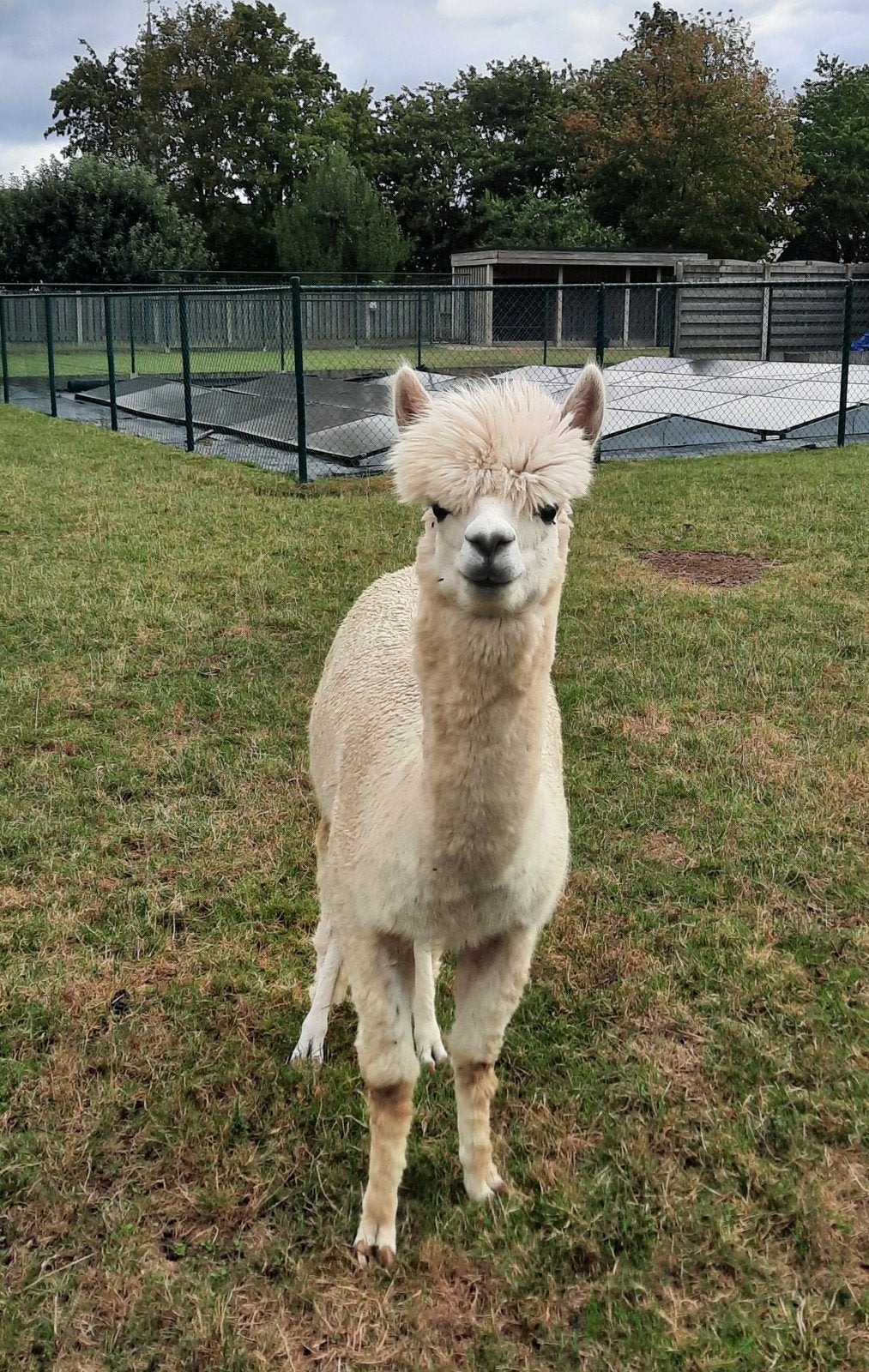 Étalon alpaga 5 ans, Animaux & Accessoires, Animaux Autre, Août, Mâle