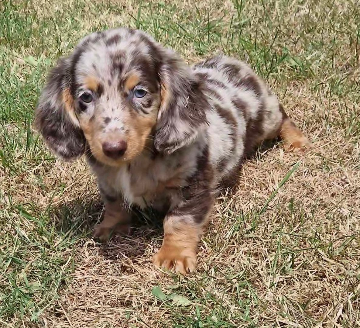 teckel pups,dwerg,choco merle,langhaar, Dieren en Toebehoren, België, Reu, 8 tot 15 weken, Dwerg